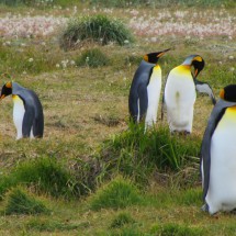 More King Penguins